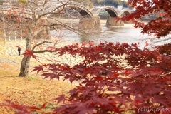 秋の錦帯橋