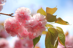 桜の花束