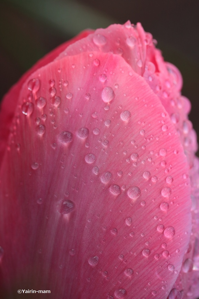 雨上がり
