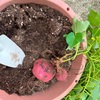 収穫の秋