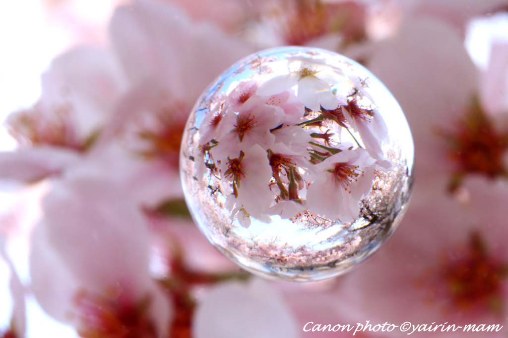 桜玉