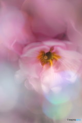 春はまだ遠く。。。