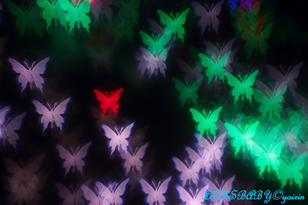 夜の蝶たち