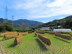 天日干し