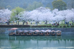お花見