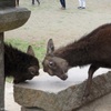 角なし喧嘩!