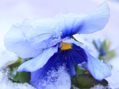 雪にも負けず