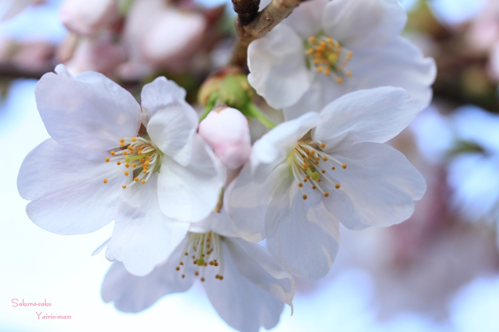 桜咲く