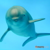 ニコちゃん