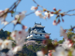 岩国城もお花見