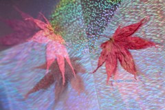 写ルンです♪