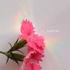 希望の虹