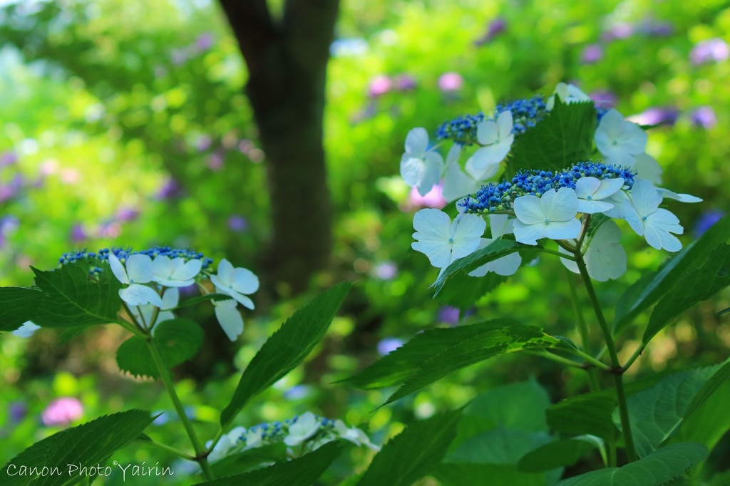木陰で咲く