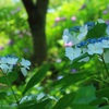 木陰で咲く