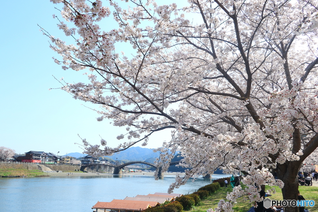 桜の誘惑