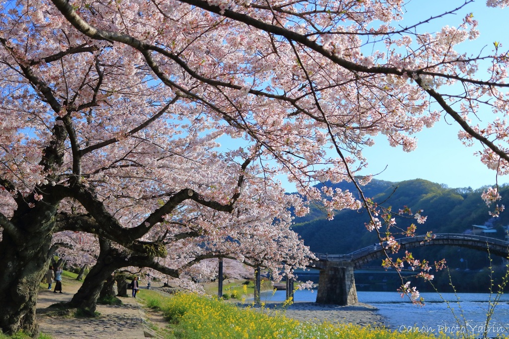 錦帯橋でお花見