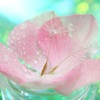 花の妖精たち