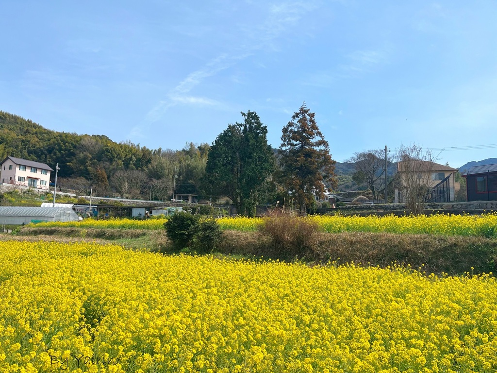 菜の花畑