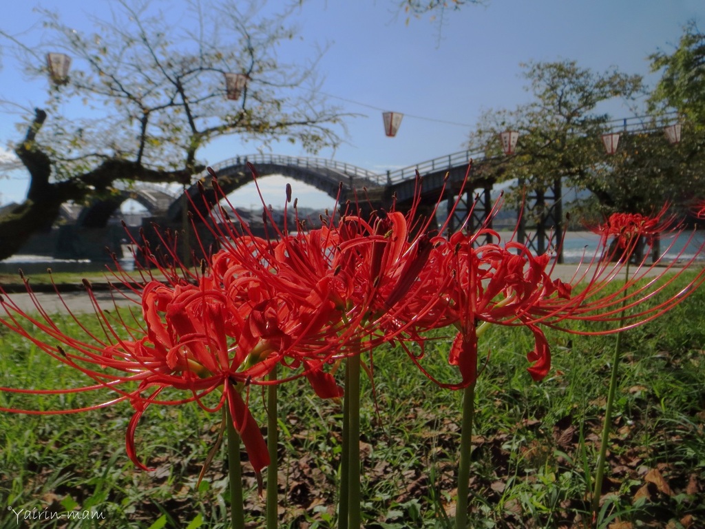 彼岸花が咲く頃