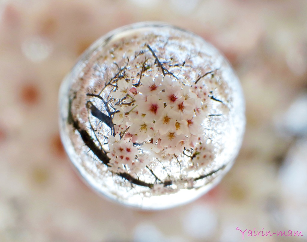桜玉