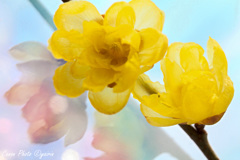 心の花