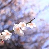 透明感