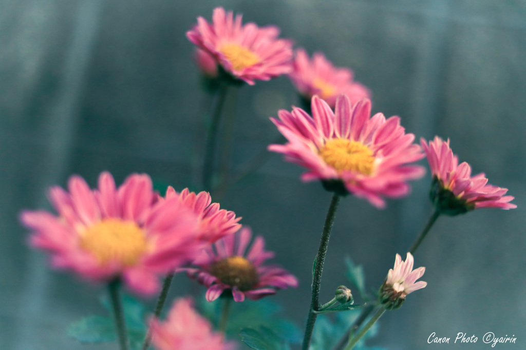庭の花