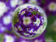 紫玉
