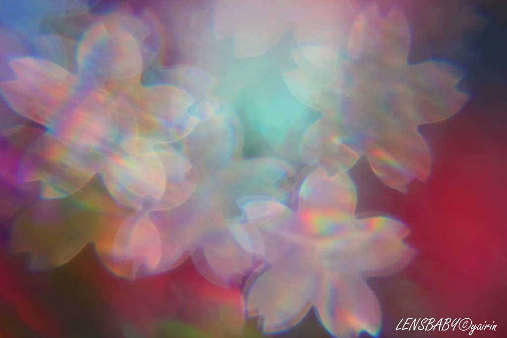 虹桜