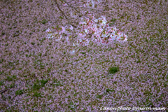 桜散る