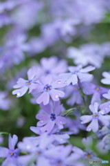 芝桜