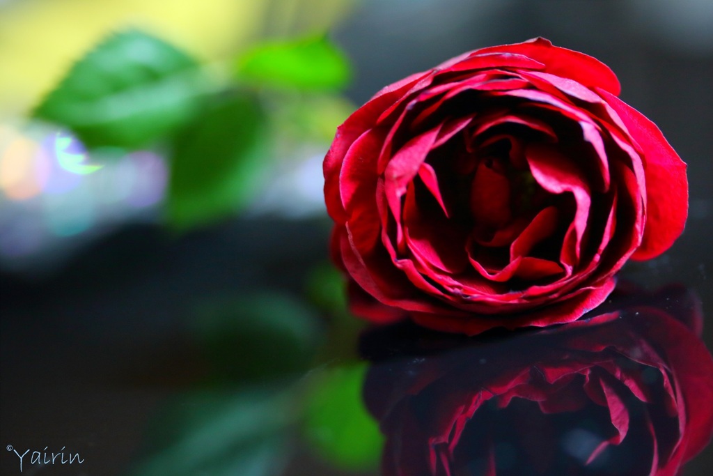 冬薔薇