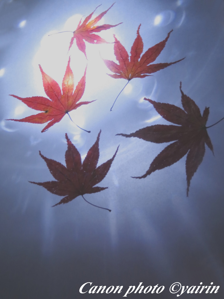 彷徨う