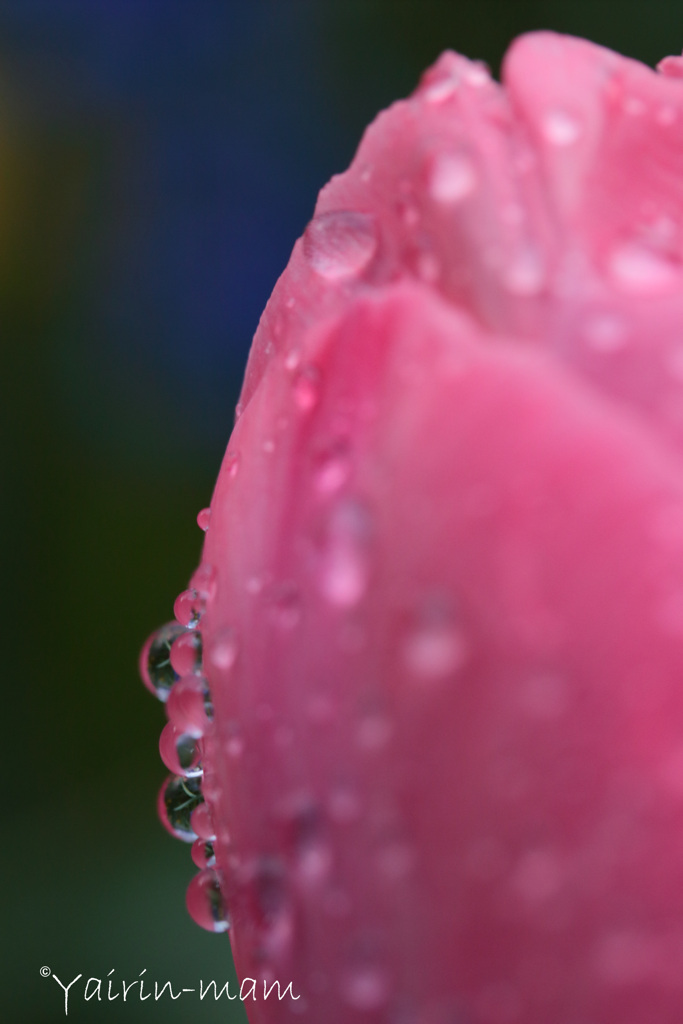 雨上がり