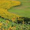 向日葵畑