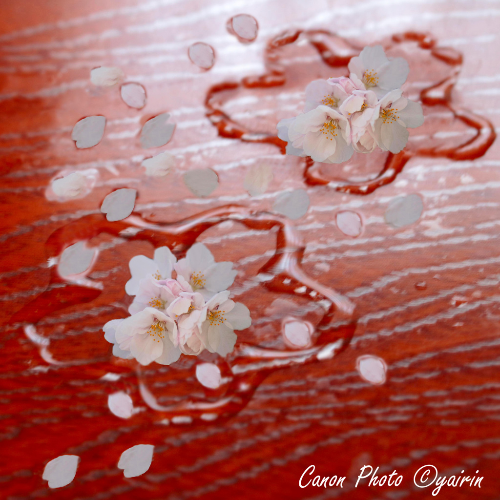 sakura-tiru