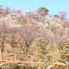 冠梅園