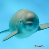 ニコちゃん
