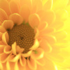 太陽のような花