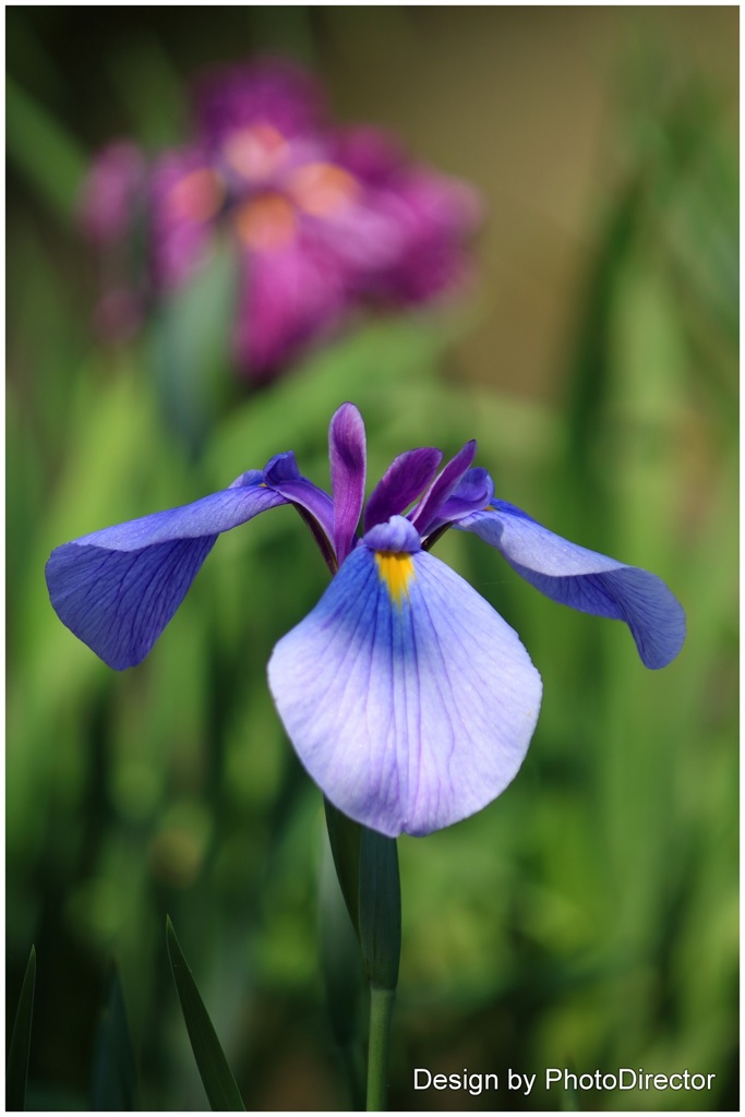 花菖蒲