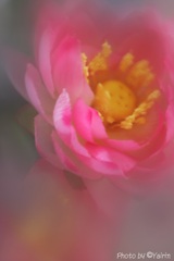離れゆく愛
