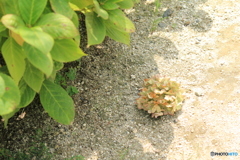 夏の忘れ物
