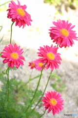可憐な花たち