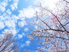 見上げれば桜