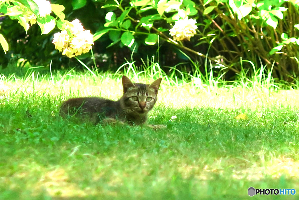 子猫ちゃん