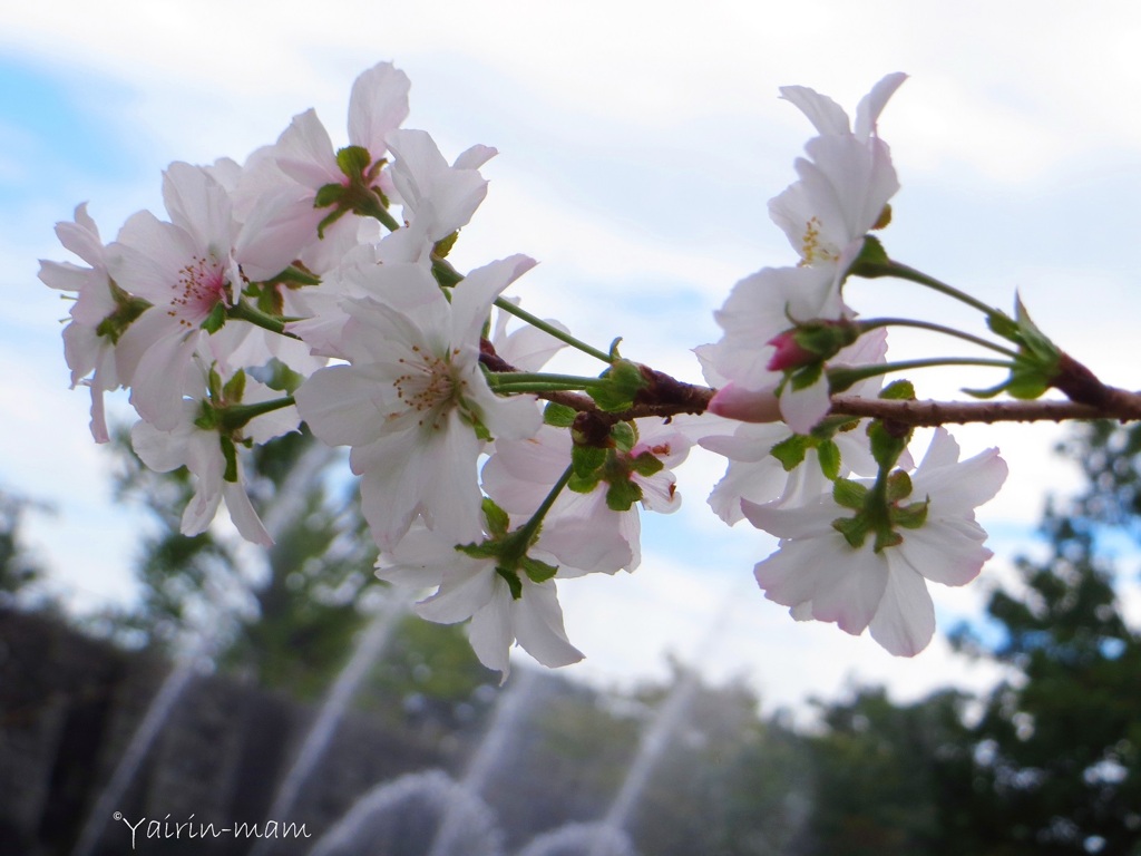 桜咲く