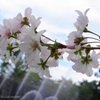 桜咲く