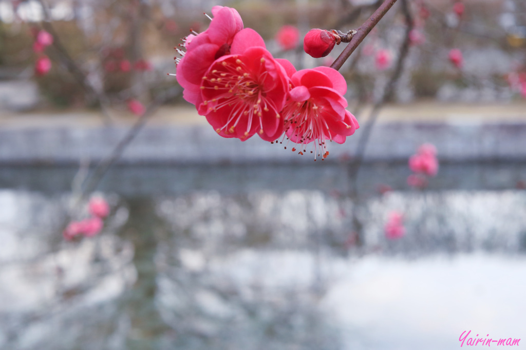 紅く咲くのは梅の花