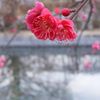 紅く咲くのは梅の花