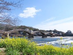 錦帯橋の春